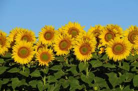 Ramo de girasoles con 8 pzas