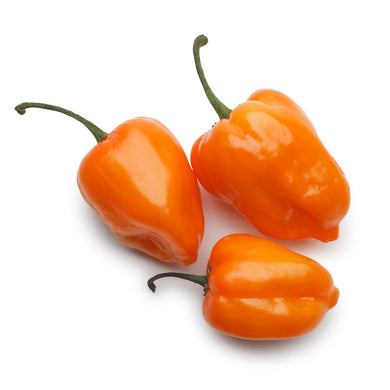 Chile habanero