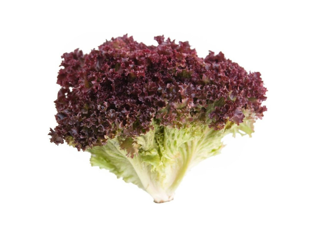 Lechuga lollo rossa