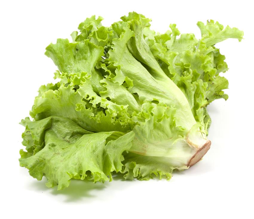 Lechuga italiana o japonesa