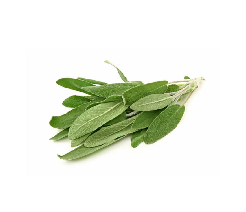 Salvia